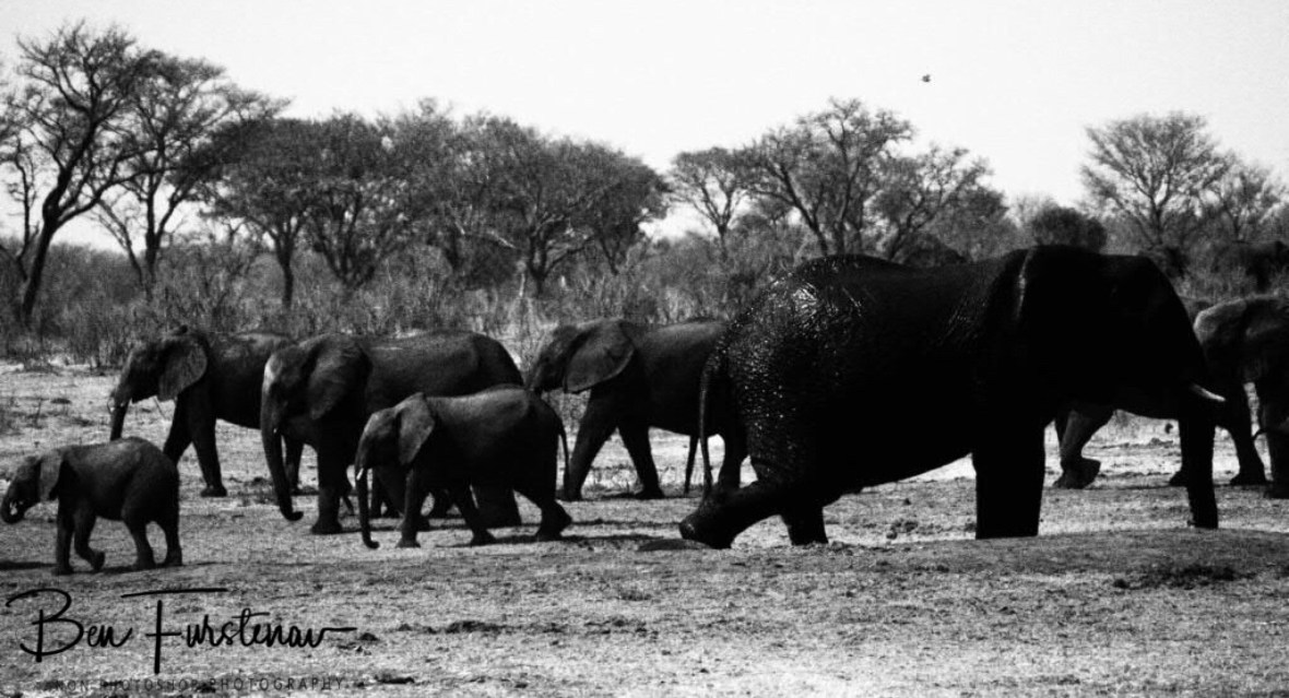 Elephants to the left, right and centre, Khaudum National Park, Namibia