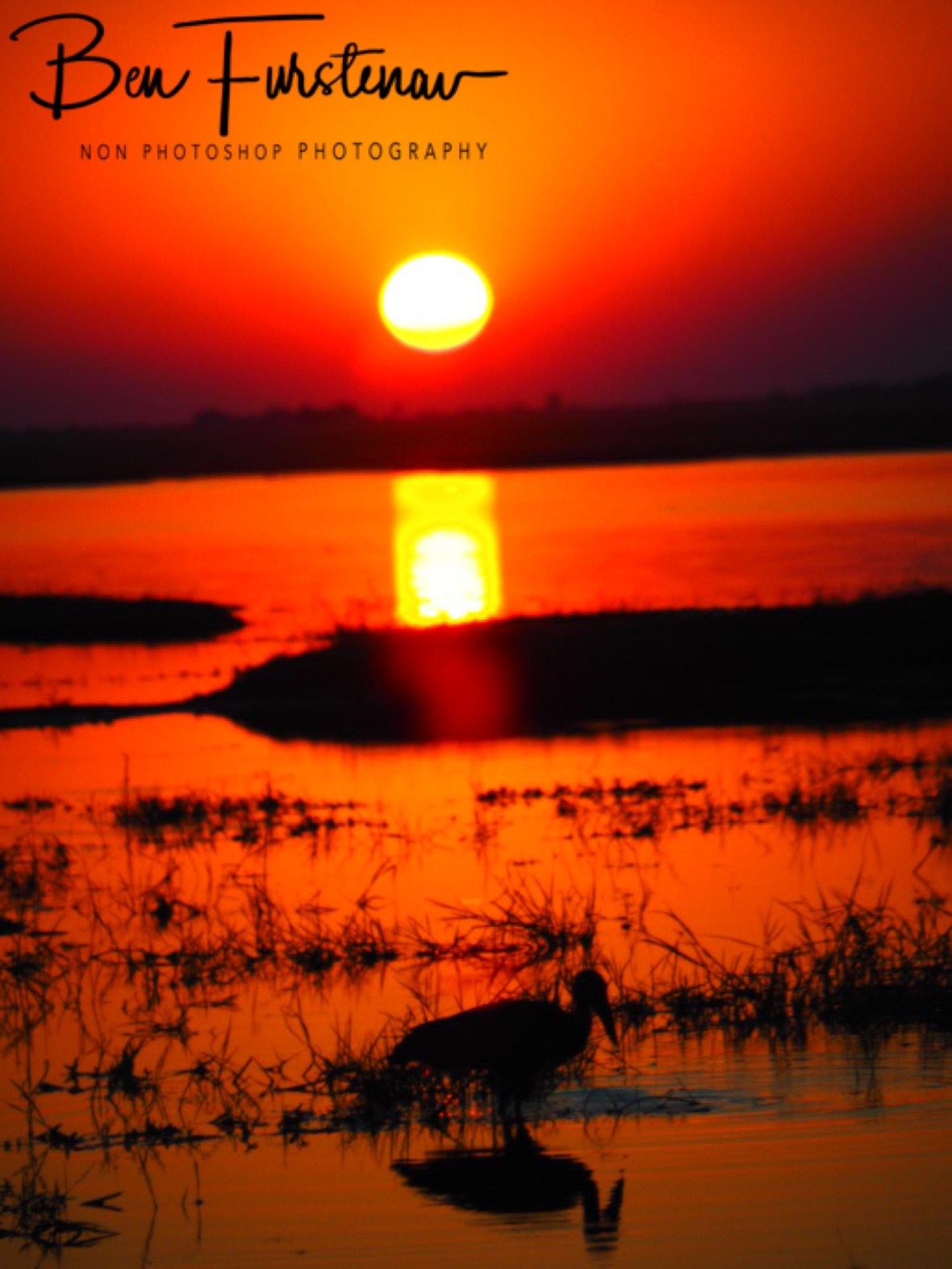Birdlife sunset, Chobe National Park, Botswana 