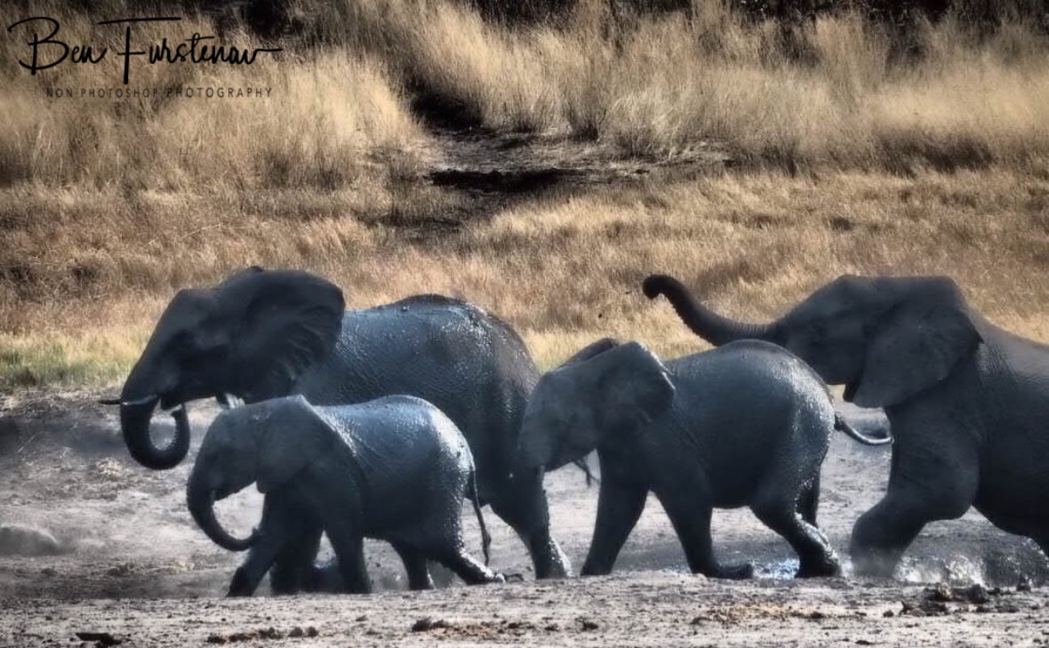 On the run, Khaudum National Park, Namibia