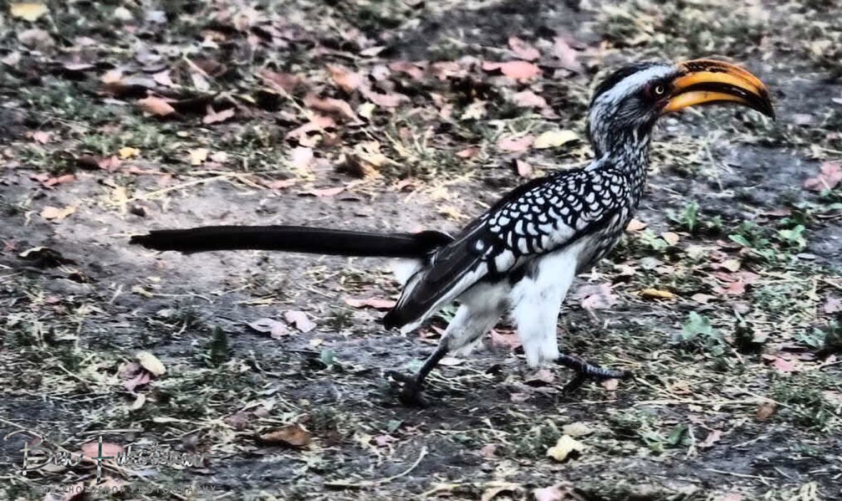 Hoping around, Nkasa National Park, Namibia