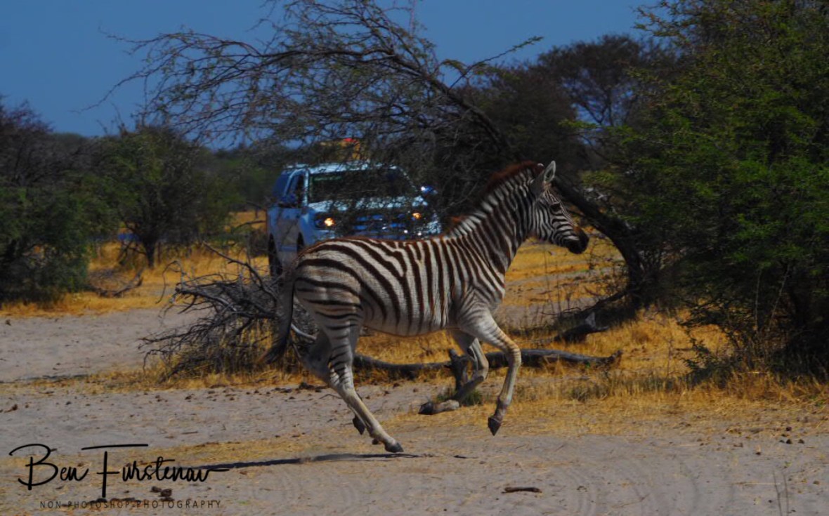 Scared fowl, Makgadikgadi National Park, Botswana