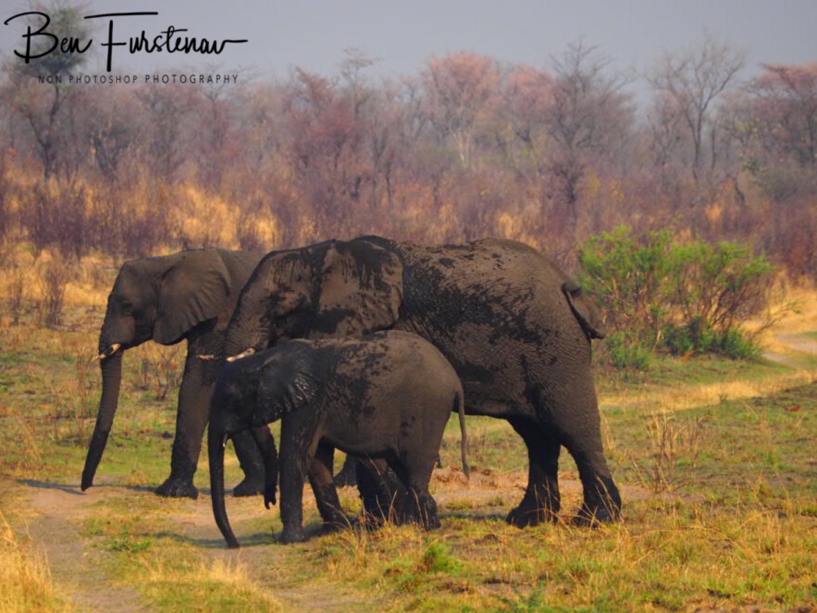Still waiting to see what happens, Khaudum National Park, Namibia