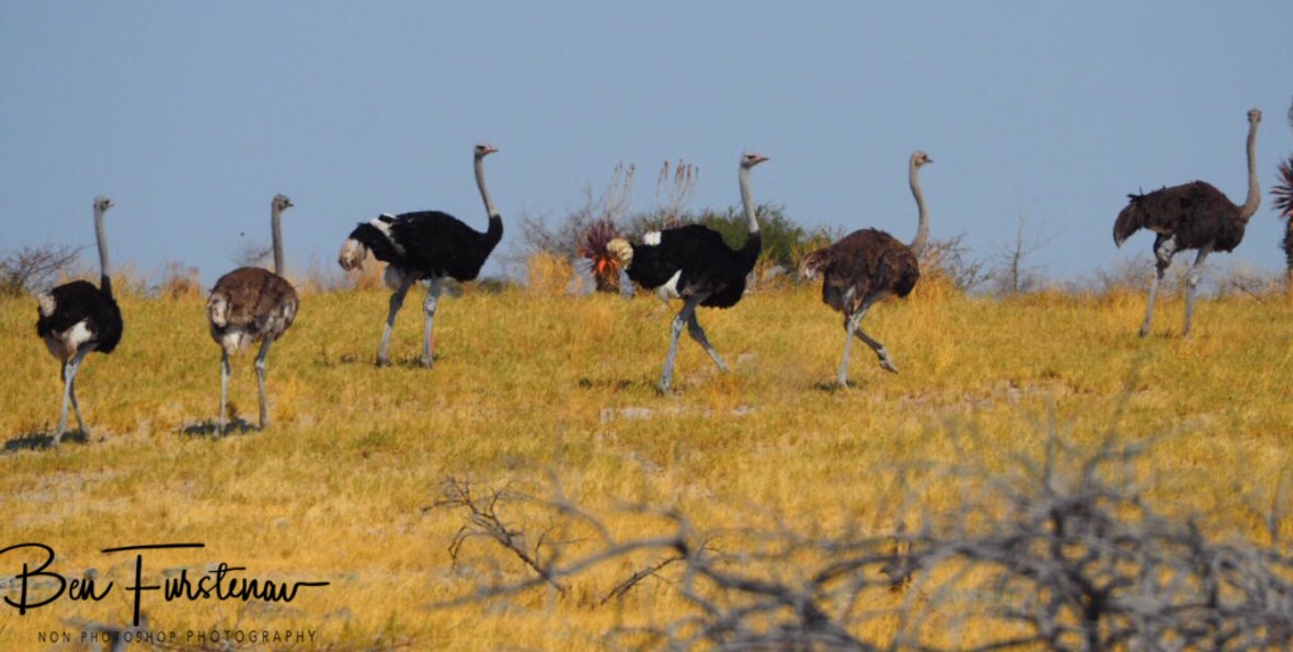 Ostrich caravan, Makgadikgadi Salt Pans, Botswana 
