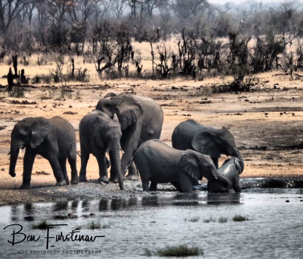With a little help, Khaudum National Park, Namibia