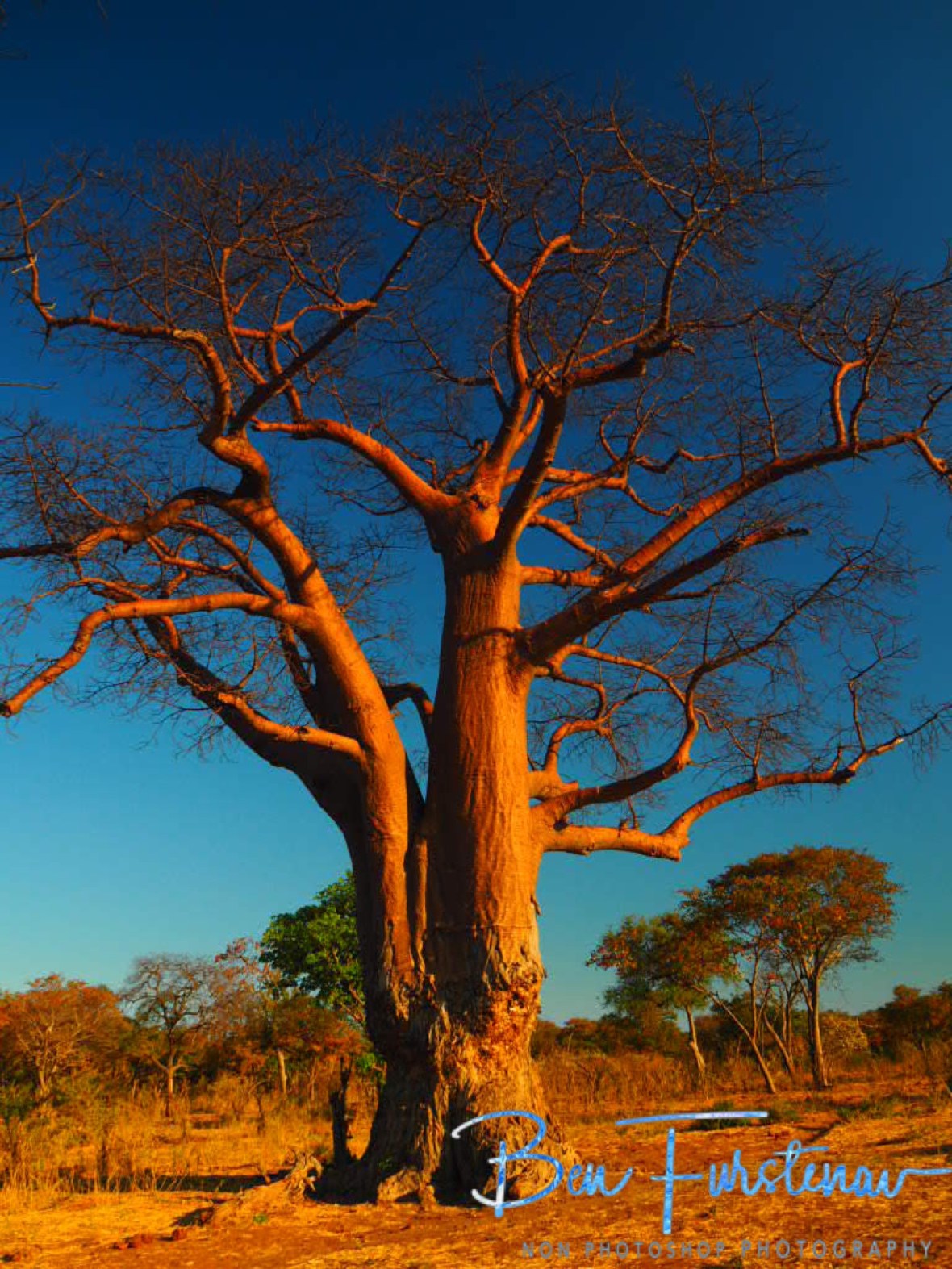 Nibbled Baobab tree, Okavango Delta, Botswana 