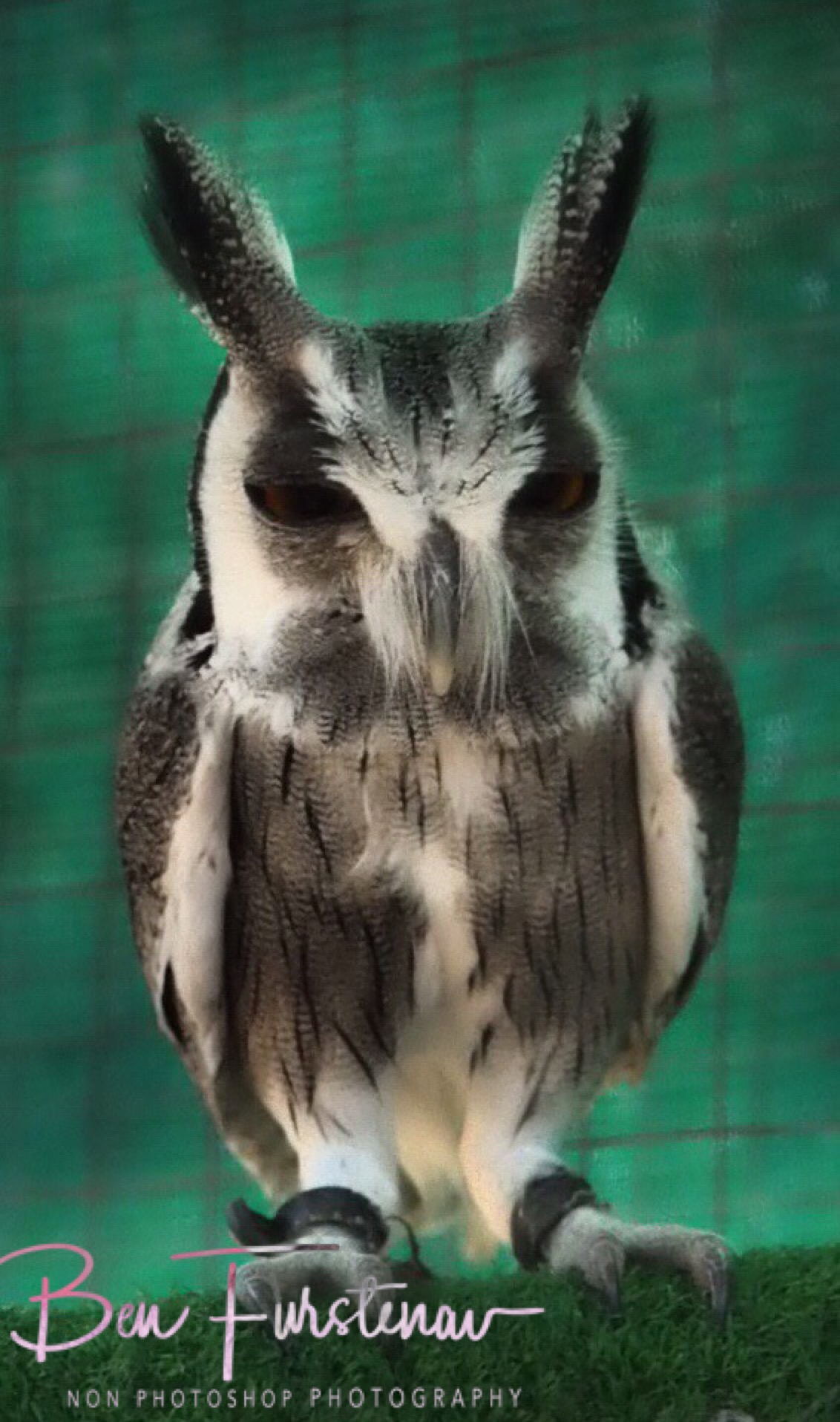 Swamp owl, CARACAL Wildlife centre, Kasane, Botswana