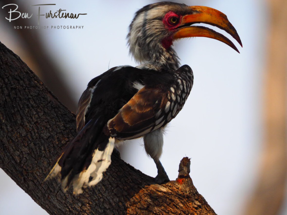 Southern Yellow Hornbill, Nkasa National Park, Namibia