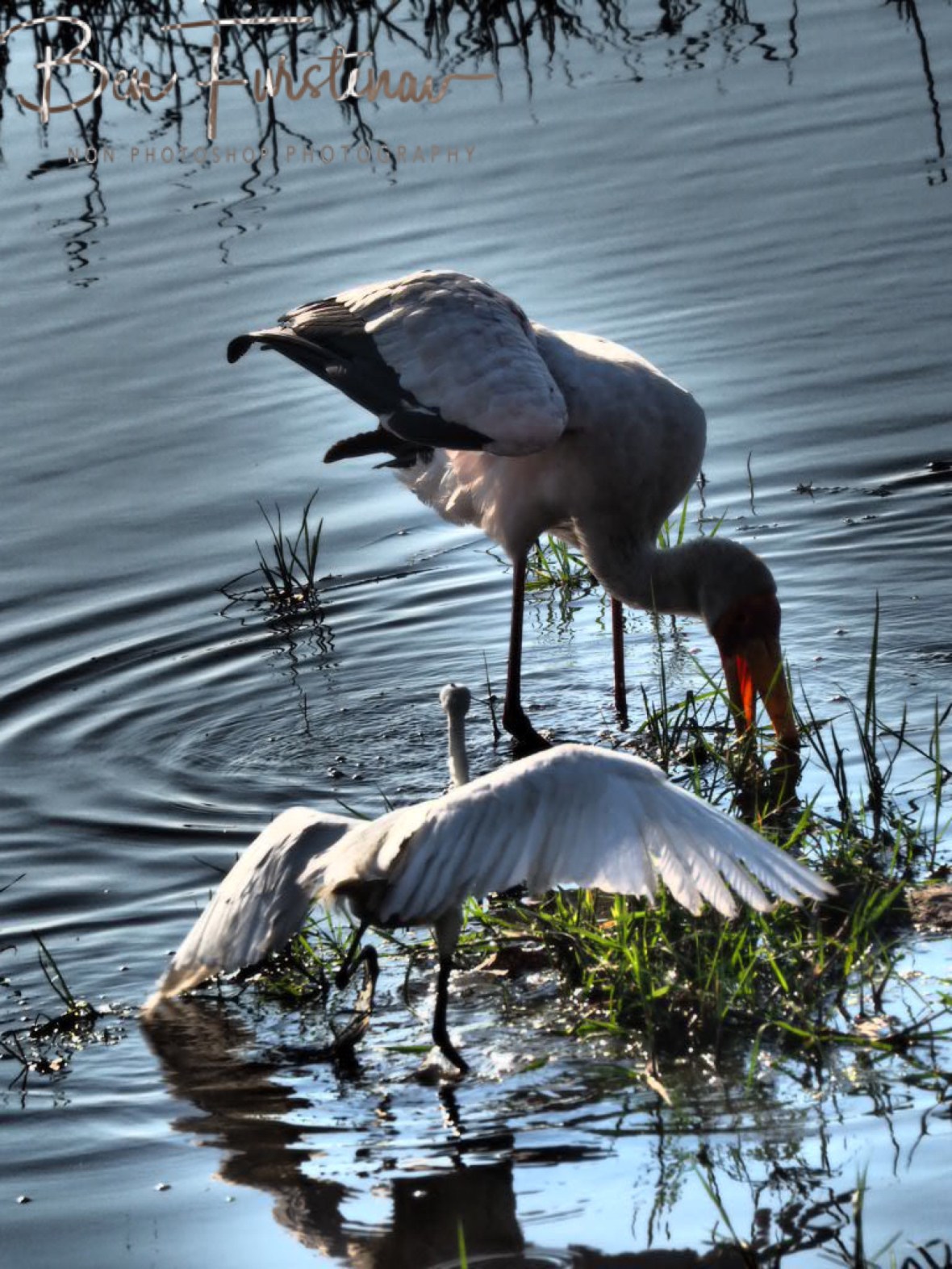 An Egret rushing to the scene, Chobe National Park, Botswana
