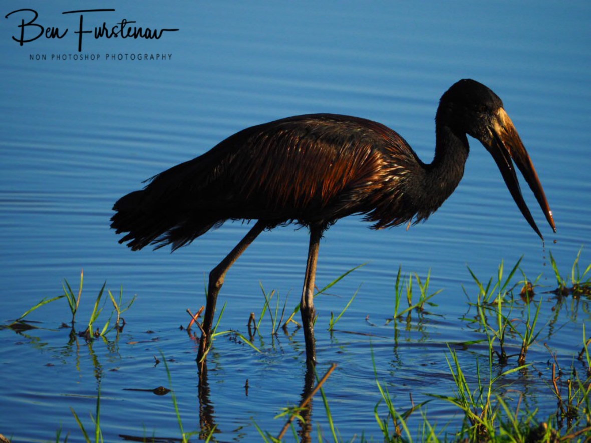 An African Open Billed Stork, Chobe National Park, Botswana 