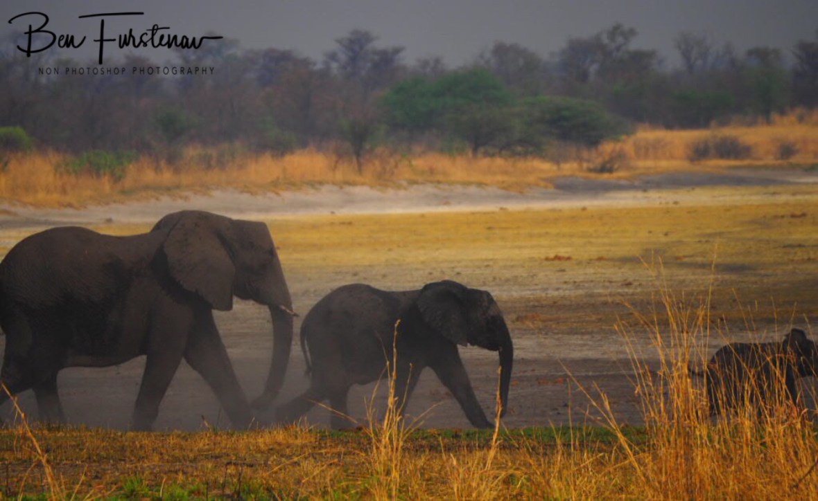 Running back, Khaudum National Park, Namibia