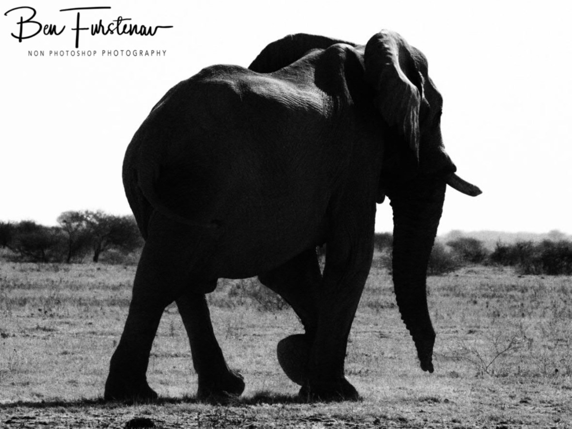 Impressive in size, Nxai National Park, Botswana