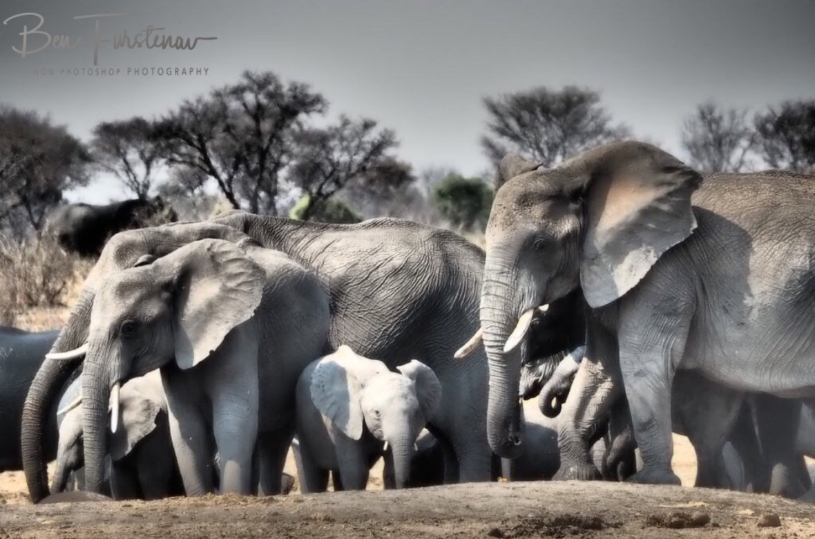 Overcrowded well at Doringstraat waterhole, Khaudum National Park, Namibia 
