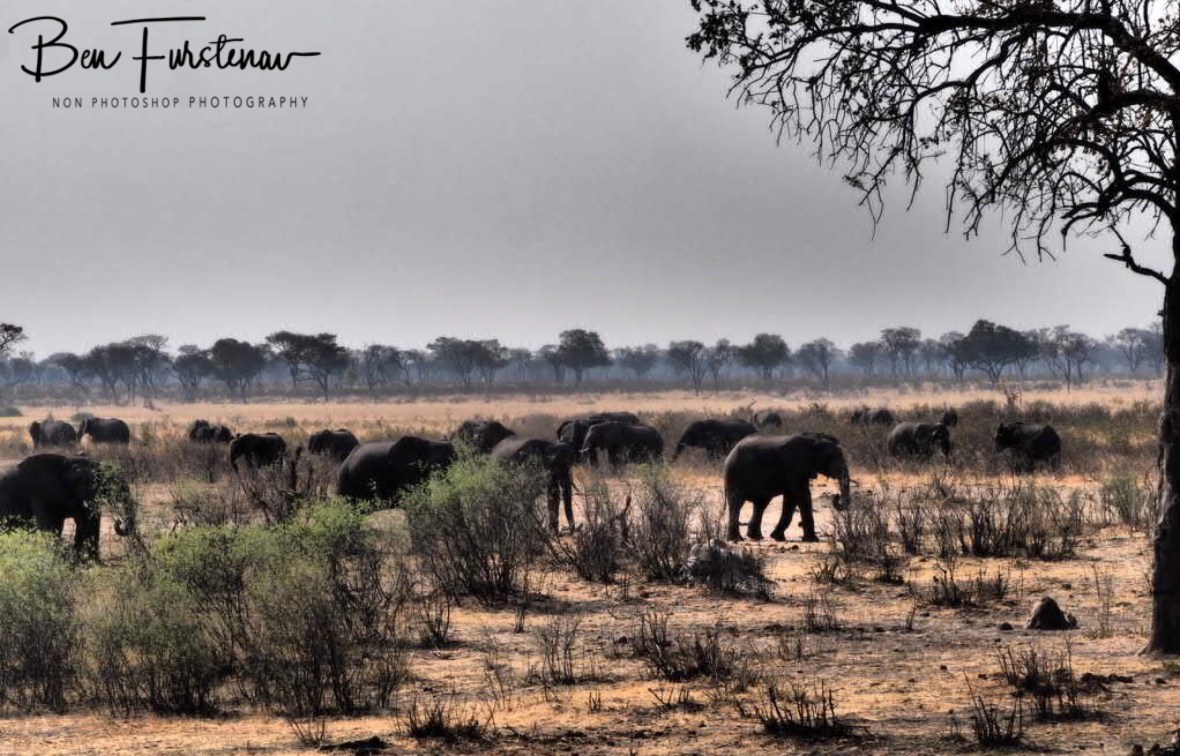 Elephants near and far, Khaudum National Park, Namibia