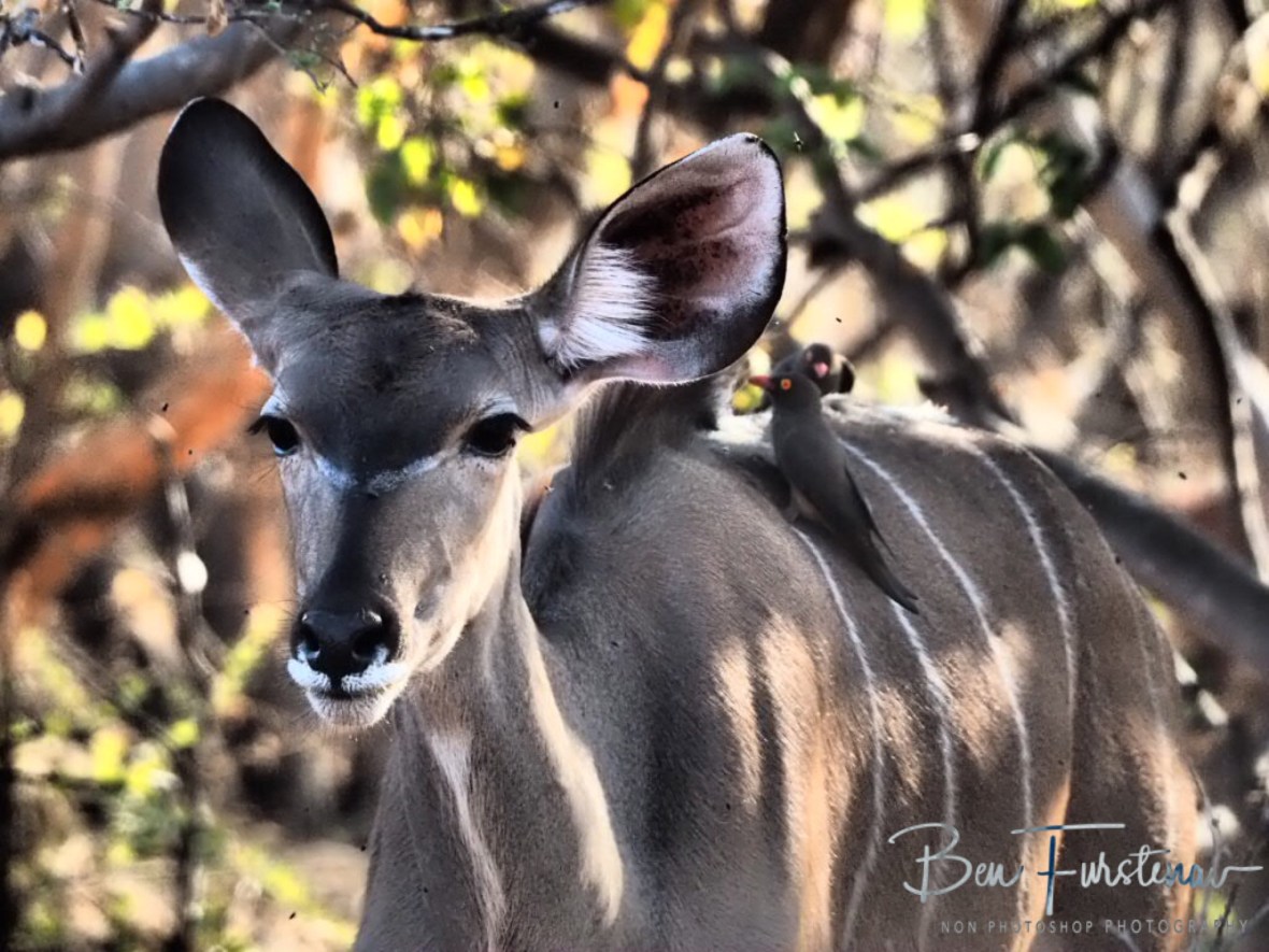 Keeping its cool, Chobe National Park, Botswana 