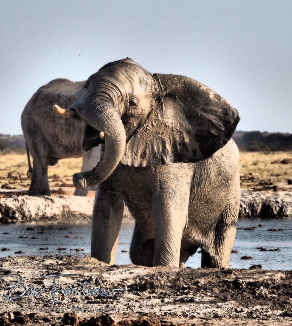 What a comedian, Nxai National Park, Botswana
