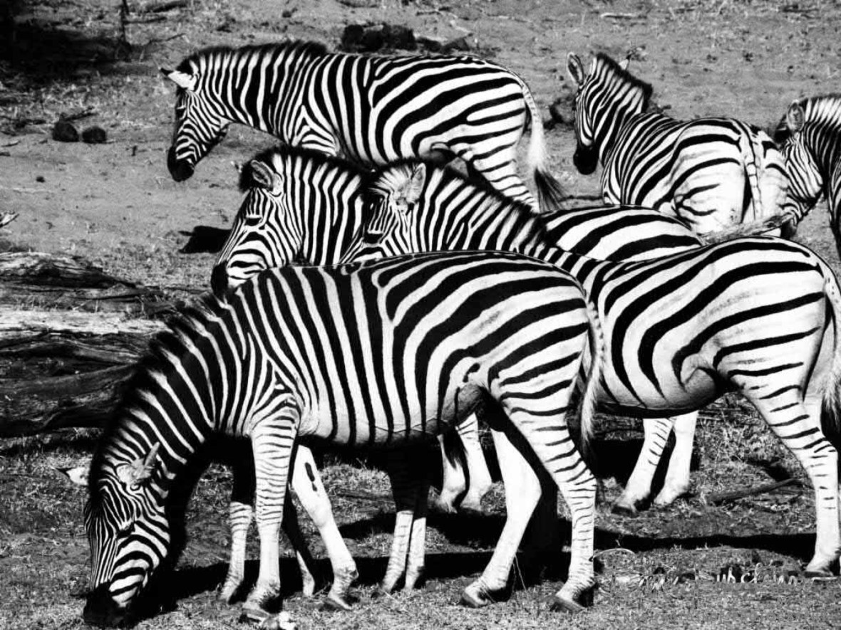 Black and white bonanza, Makgadikgadi National Park, Botswana