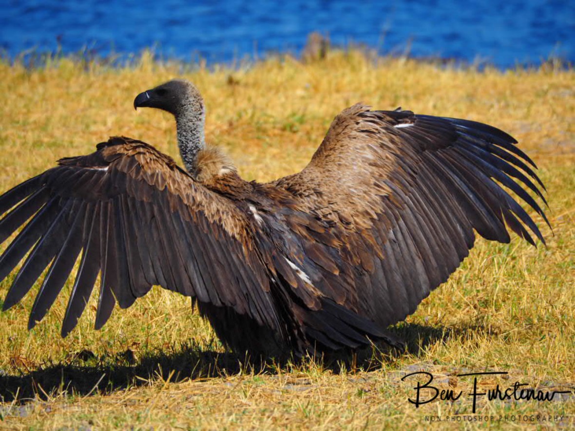 172C8A04-DC7B-4D6B-8FFE-1588726723DF