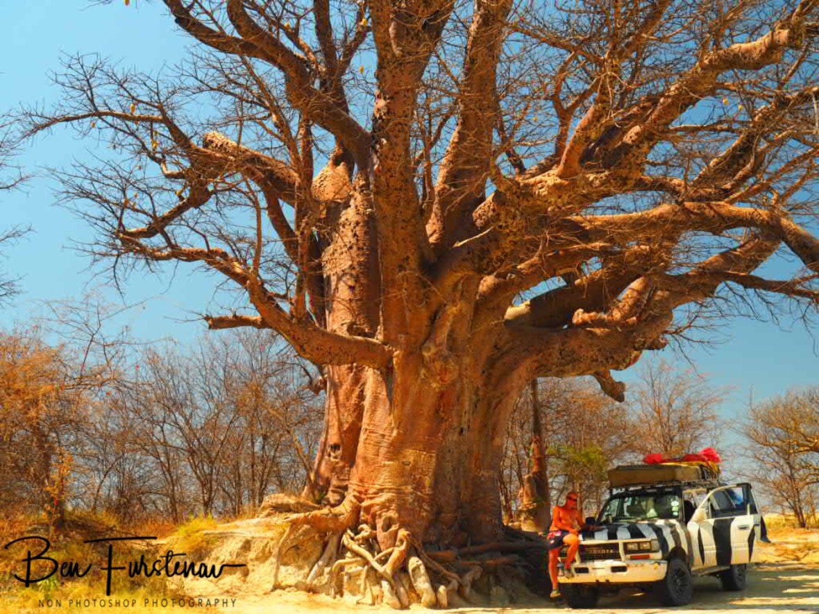 Shady spot from midday heat, Makgadikgadi Salt Pans, Botswana 