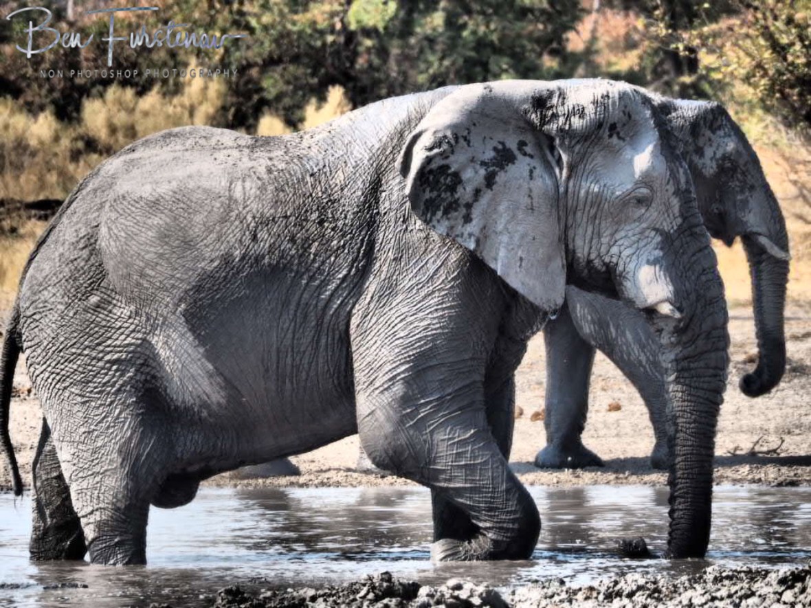 On the move at last, Moremi National Park, Botswana 