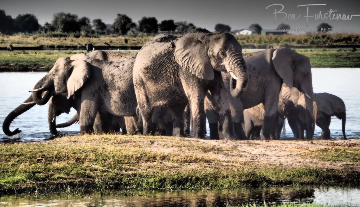 Keeping an eye out, Chobe National Park, Botswana