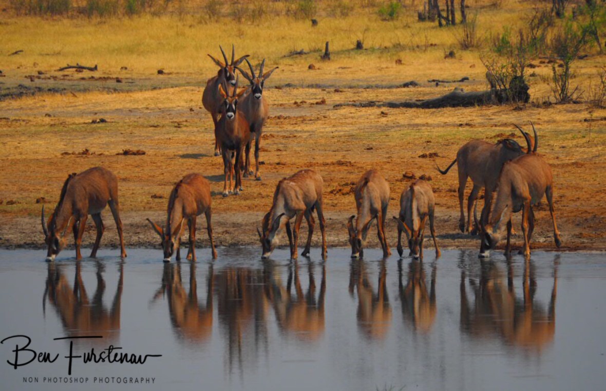 Waterhole is safe to drink, Khaudum National Park, Namibia