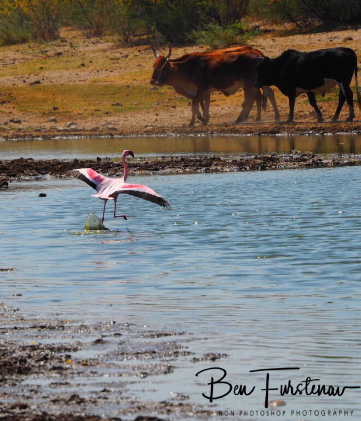 Ready for take of, over and out, Makgadikgadi Salt Pans, Botswana