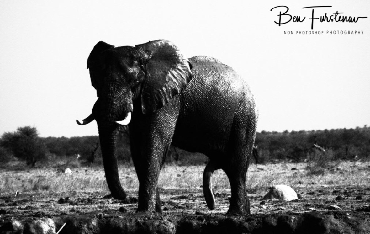 Excited bull, Nxai National Park, Botswana