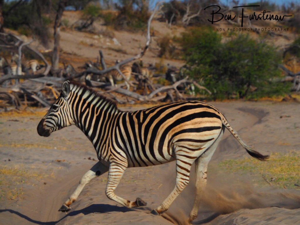 Fowl over two wheel track, Makgadikgadi National Park, Botswana