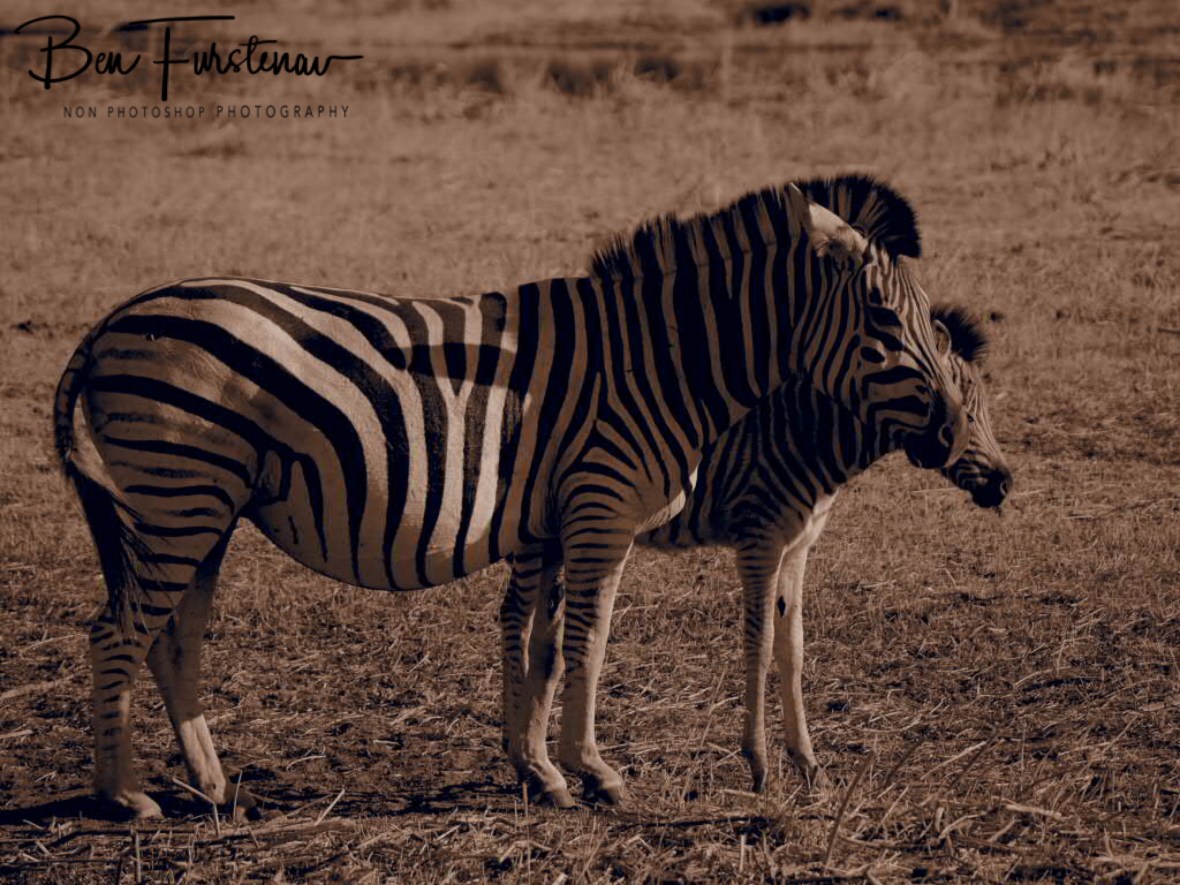Mother and fowl in sepia, Makgadikgadi National Park, Botswana 