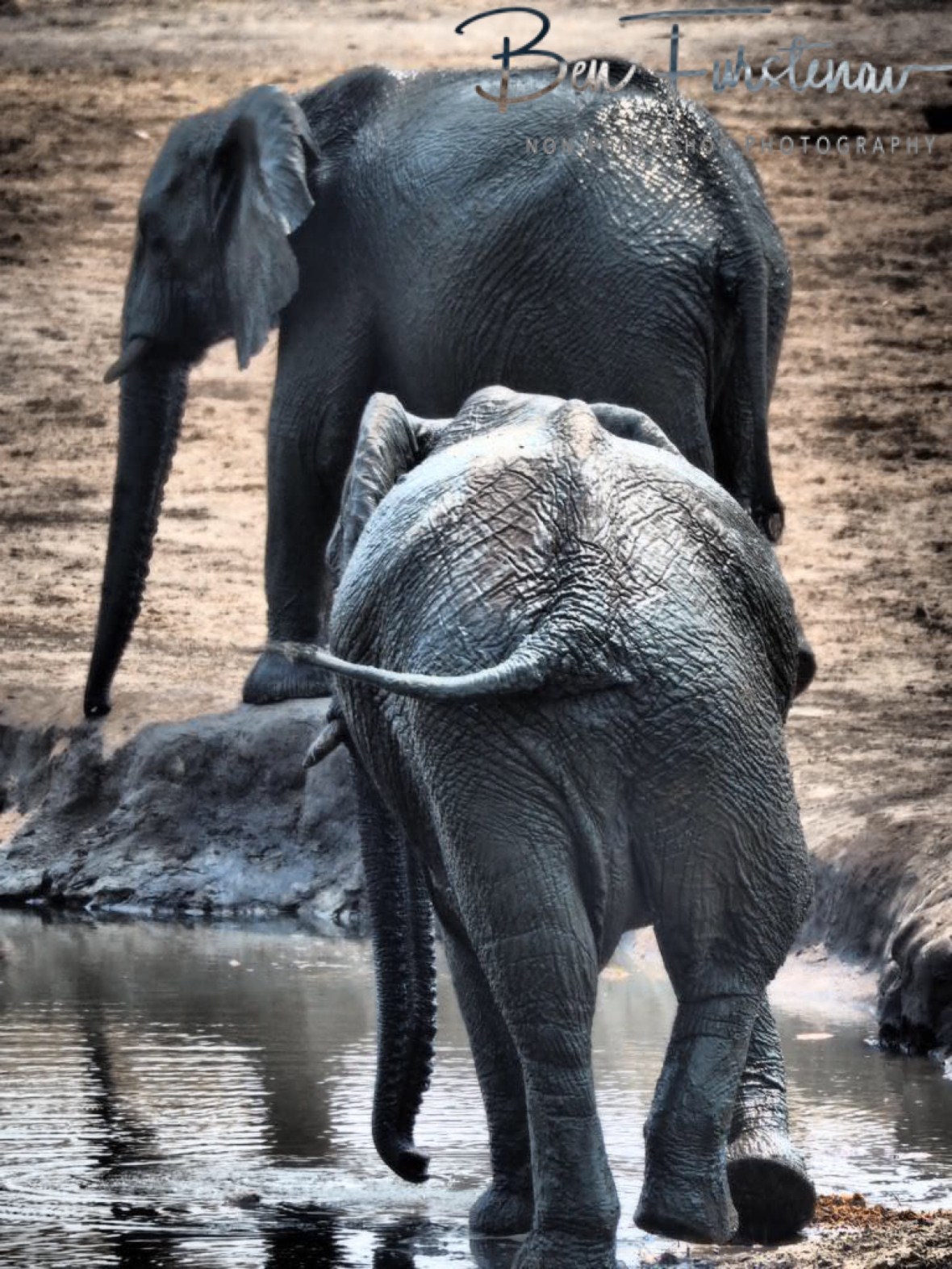 Running in circles, Khaudum National Park, Namibia