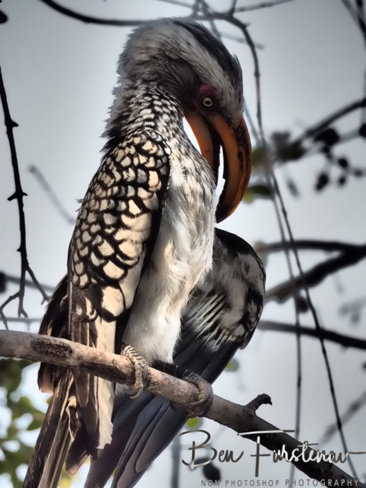 Cleaning the feather costume, Nkasa National Park, Namibia