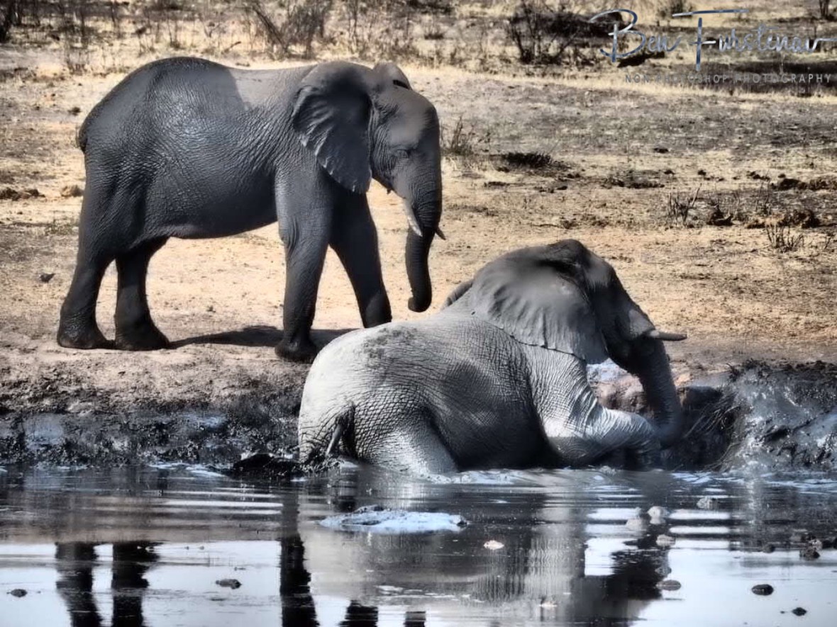 Who is there? Khaudum National Park, Namibia