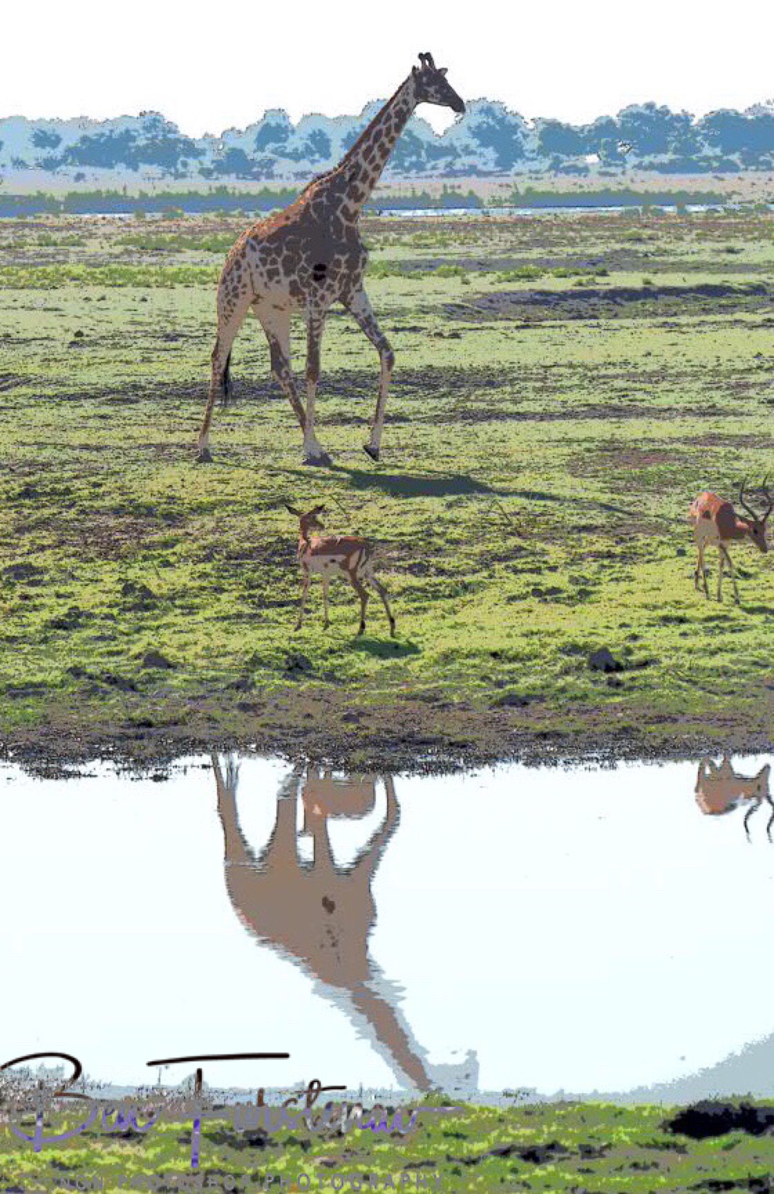 Giraffe and Impala reflections , Chobe National Park, Botswana