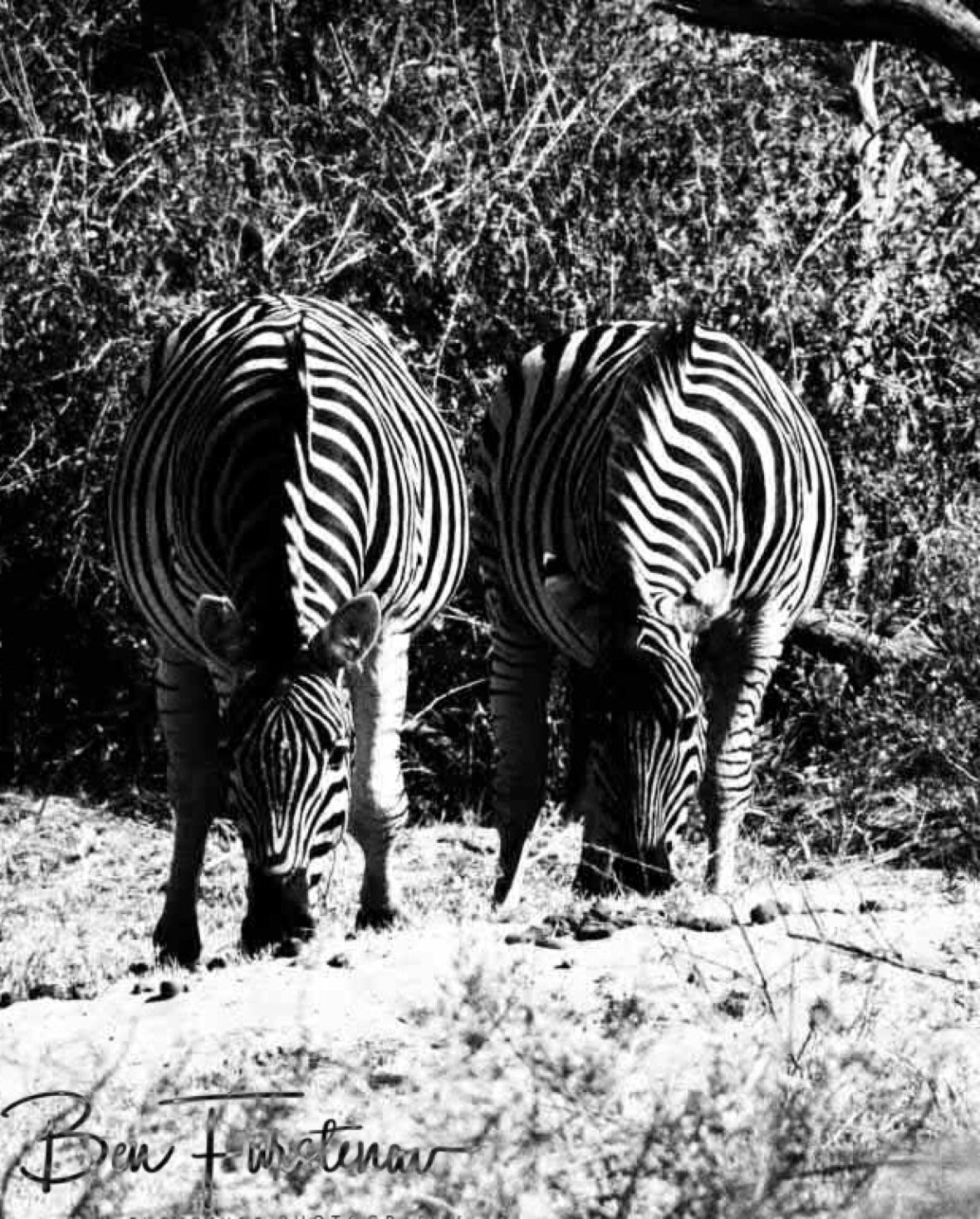 Mirror image, Makgadikgadi National Park, Botswana 