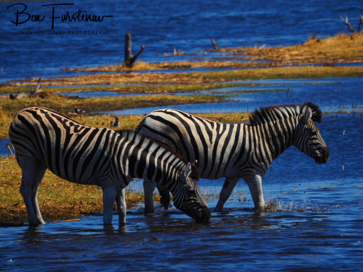 Water casualties, Makgadikgadi National Park, Botswana