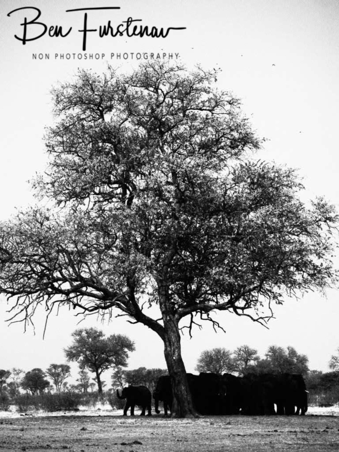Finding a shady tree isn’t easy, Khaudum National Park, Namibia