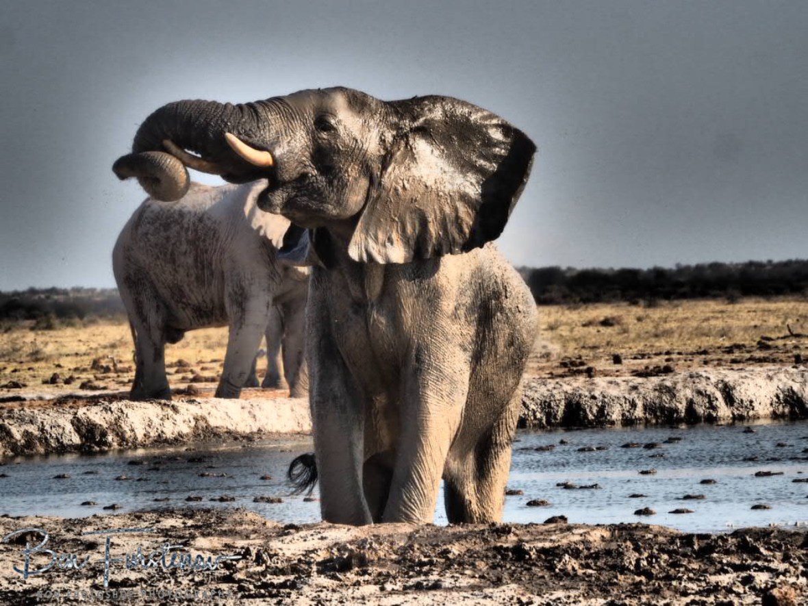 This one is just too cute, Nxai National Park, Botswana