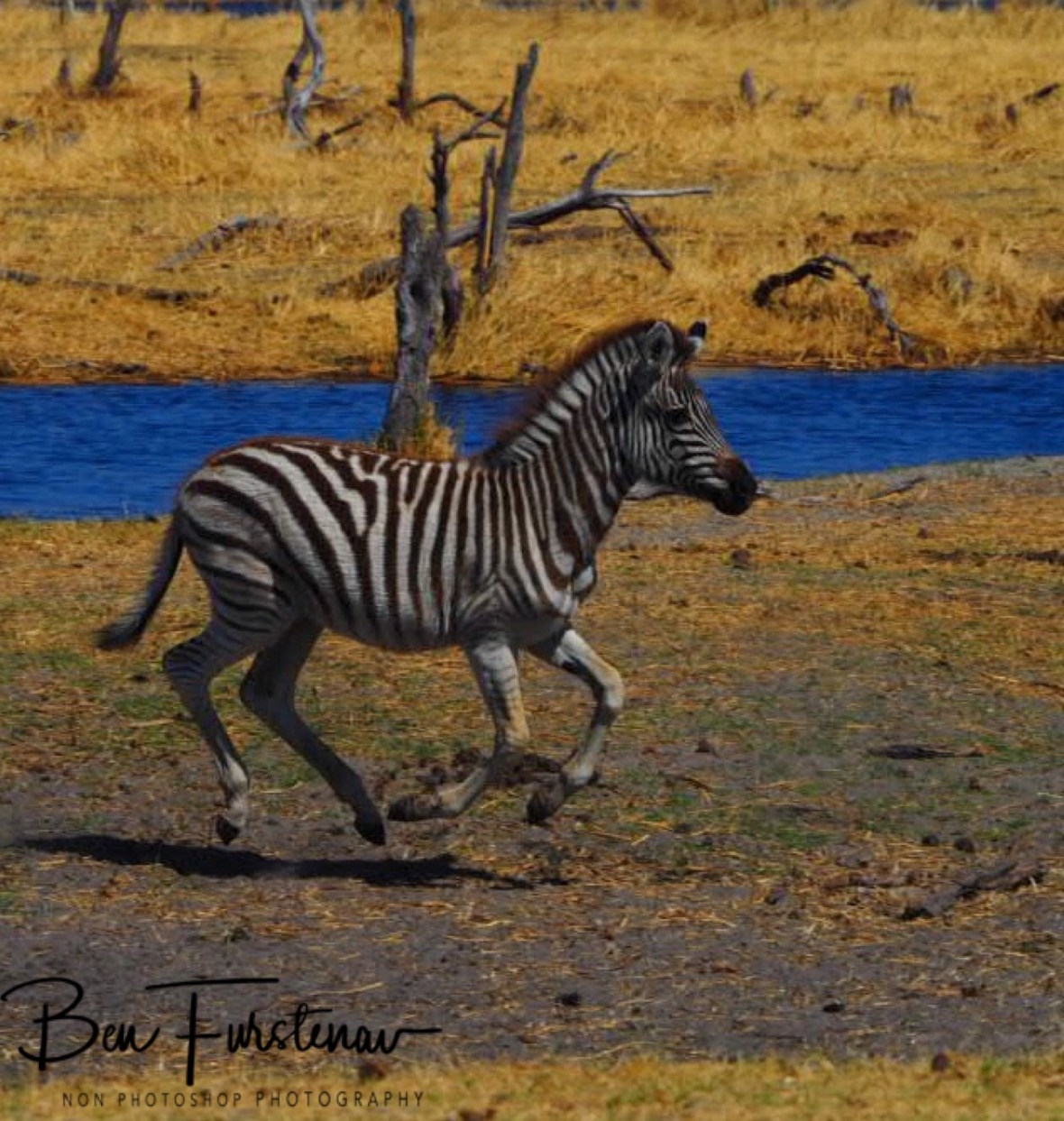 Bouncing away, Makgadikgadi National Park, Botswana