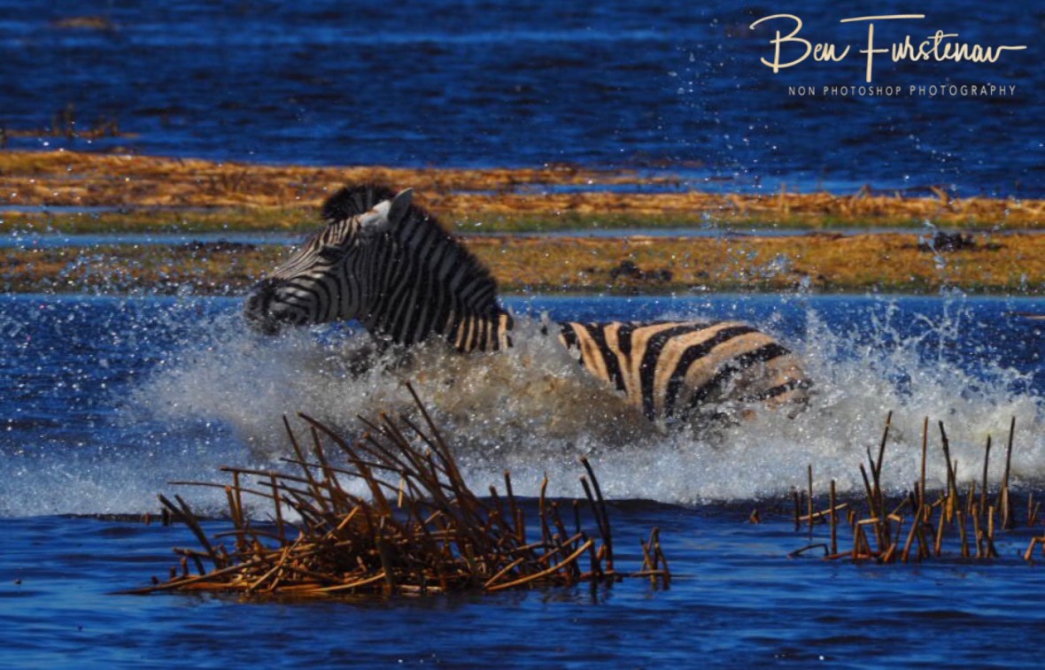 Splish splash, Makgadikgadi National Park, Botswana 