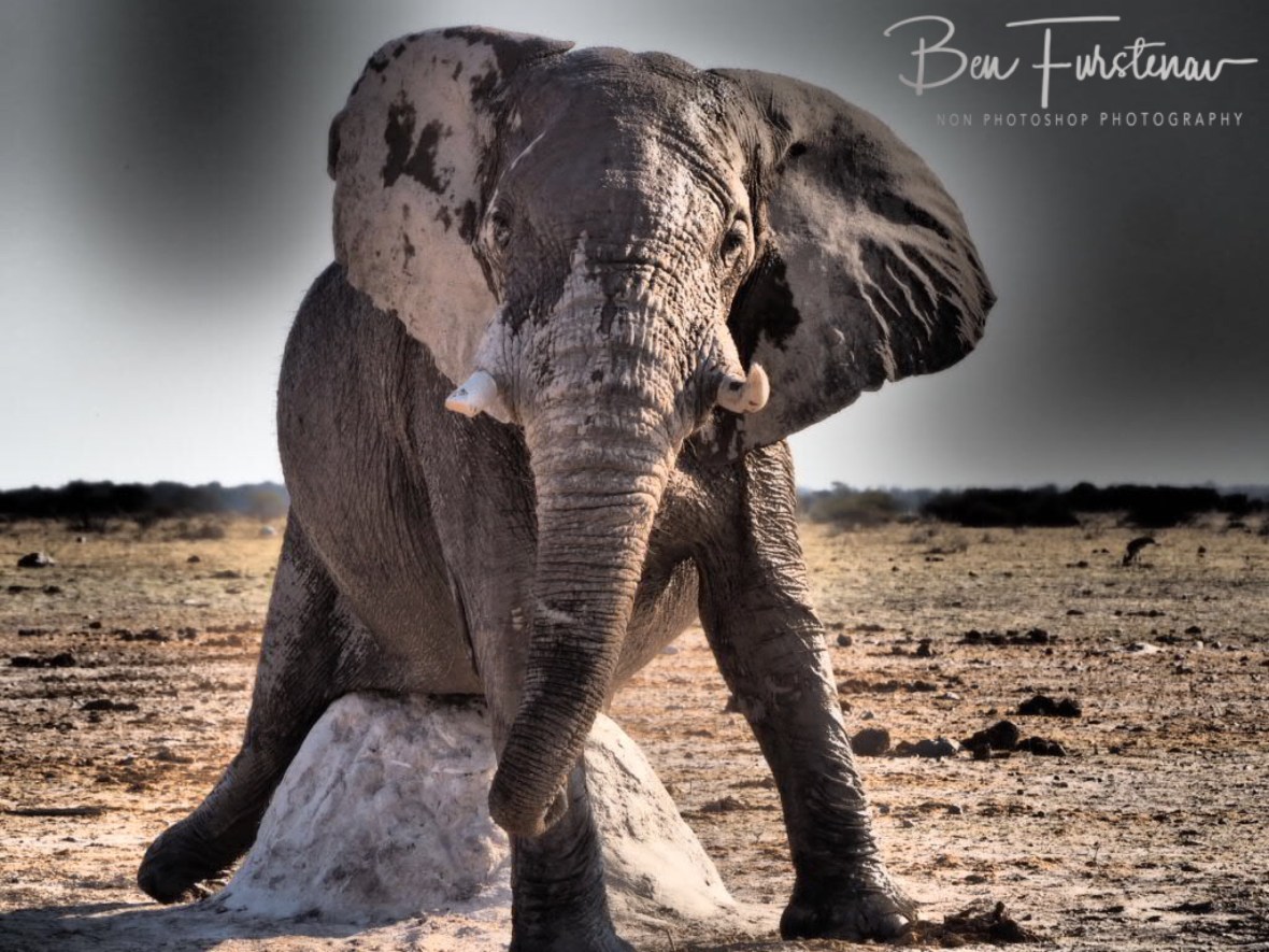 Classic, Nxai National Park, Botswana