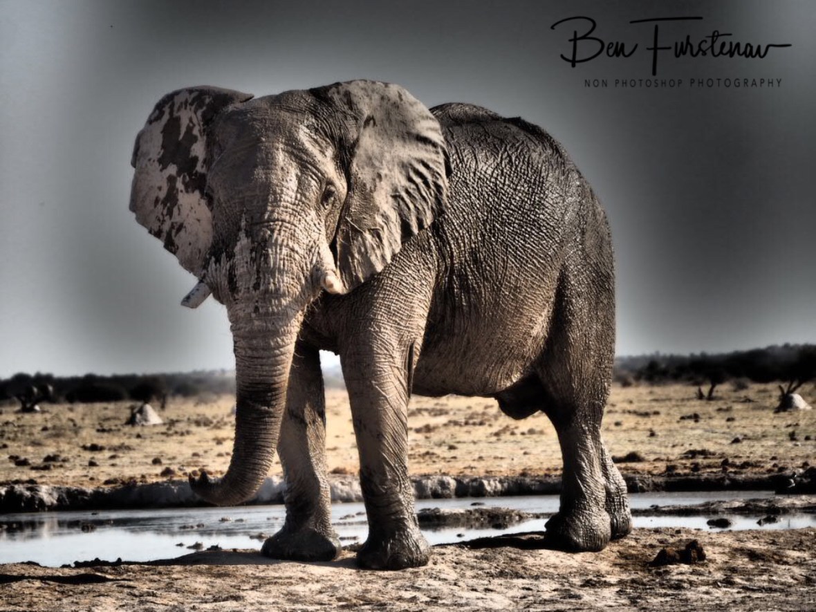 Anxious look, Nxai National Park, Botswana