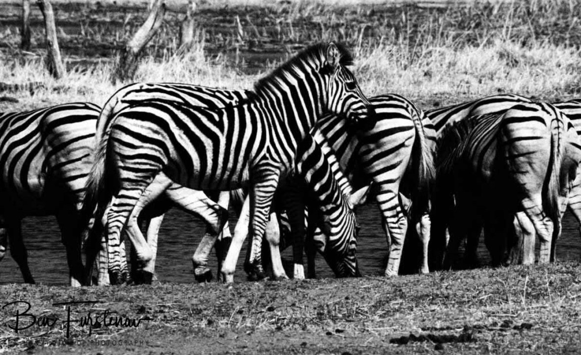 Drinking zebras in black and white, Makgadikgadi National Park, Botswana 