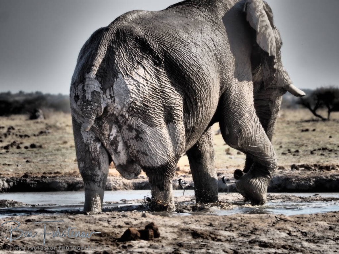 Mud walk,Nxai National Park, Botswana
