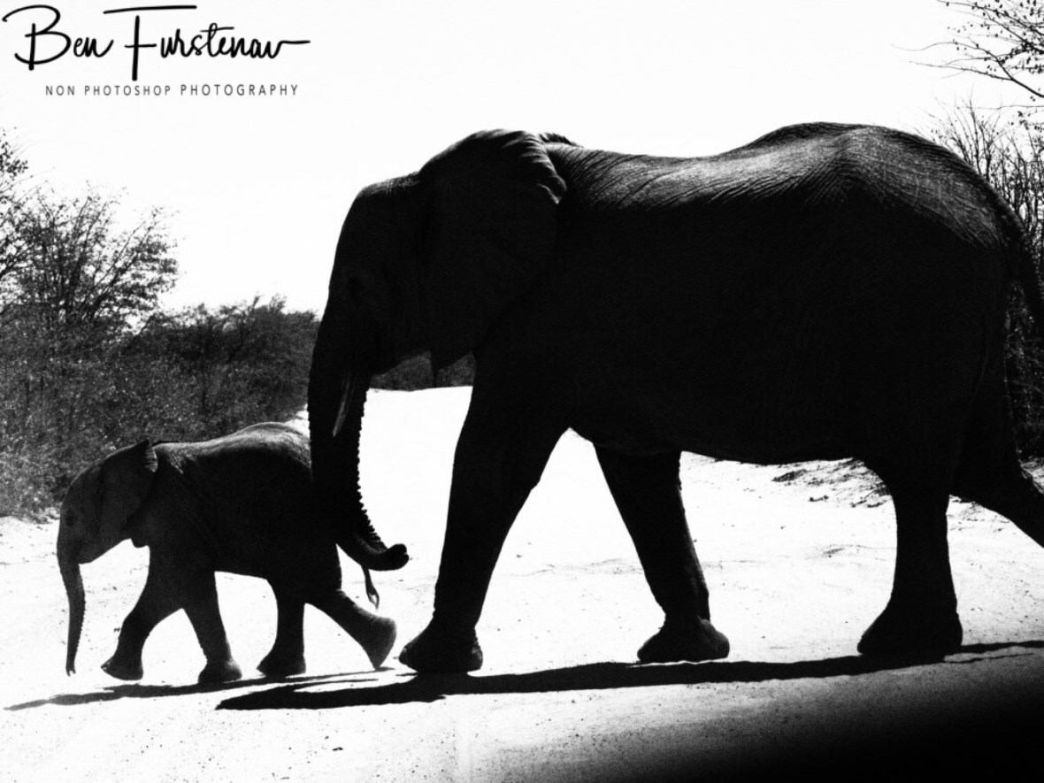 Youngster leads the way, Savuti, Chobe National Park, Botswana