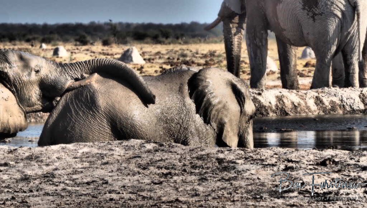 Elephant bully, Nxai National Park, Botswana