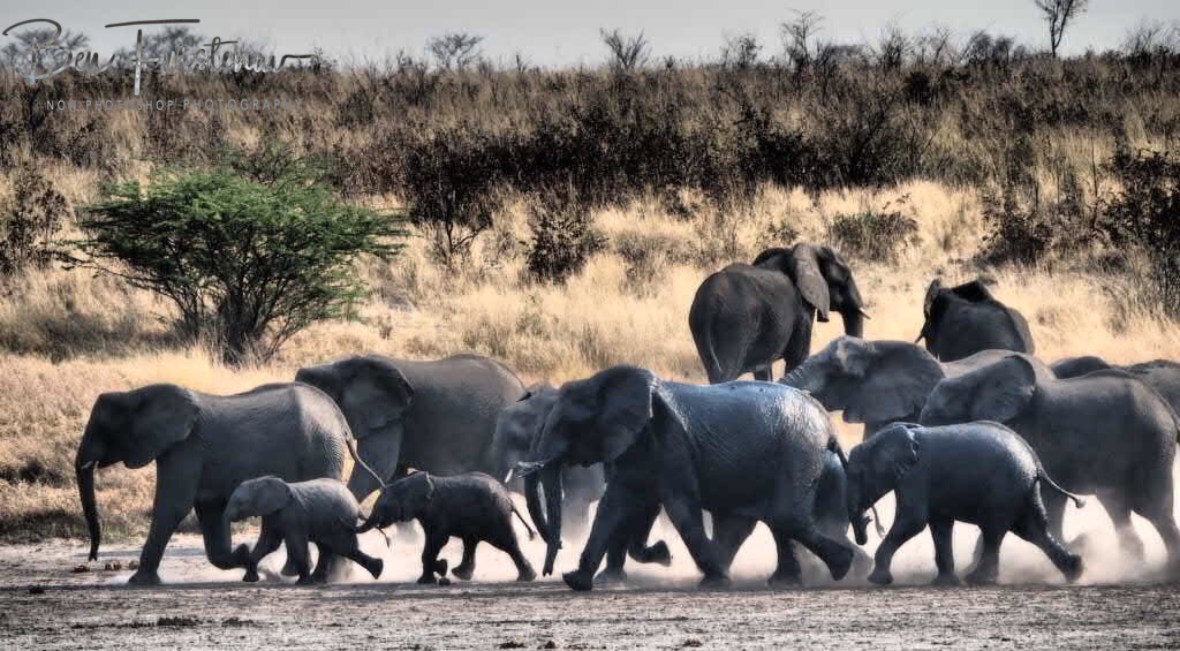 On the run again, passing the original occupants, Khaudum National Park, Namibia