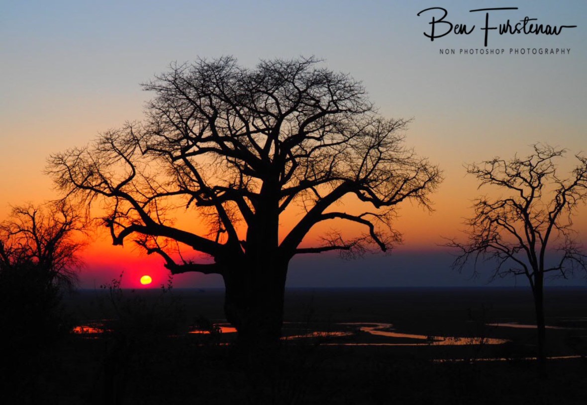 Vein off life, Okavango Delta, Botswana