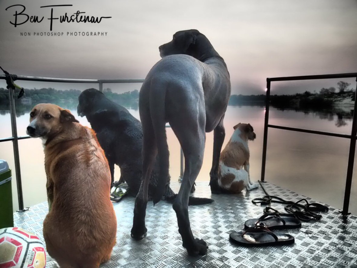 Just too cute, Katima Mulilo, Namibia 