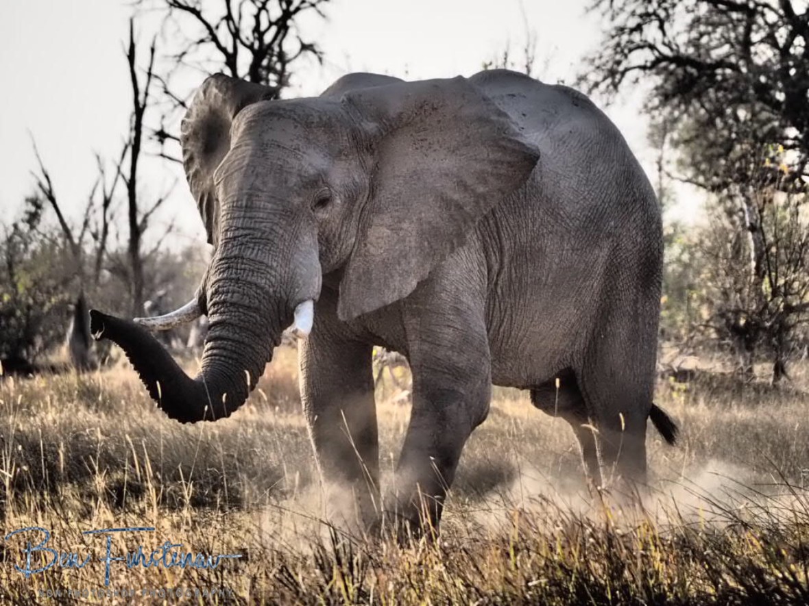 Kicking up dust, Moremi National Park, Botswana 