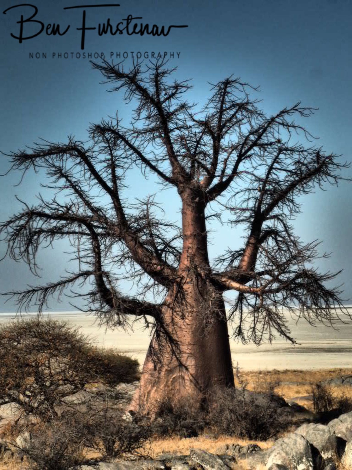 Giant spiderweb? Kubu Island, Makgadikgadi Salt Pans, Botswana 